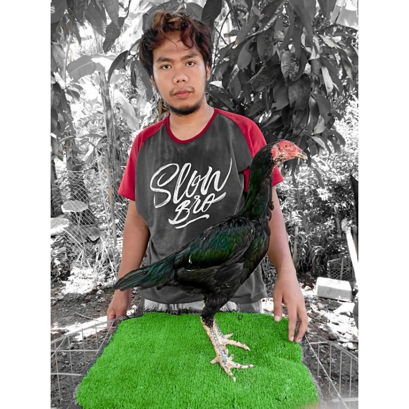 betina pakhoy head hunter - pakhoy brakot brutal - ayam betina bangkok klasik - ayam babon pakhoy - 