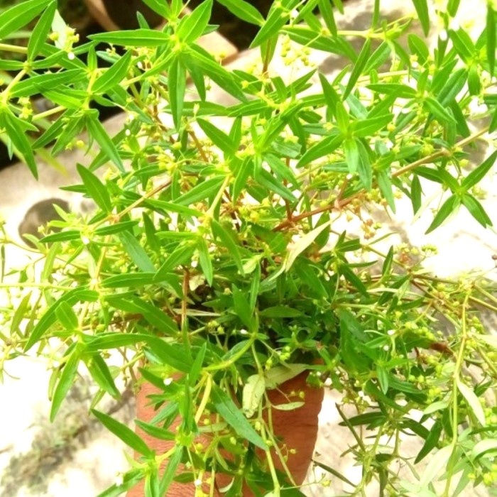 

UNISTORE Rumput Mutiara Segar 500 Gram Lidah Ular Shui Xian Ciao Segar-Herbal kanker