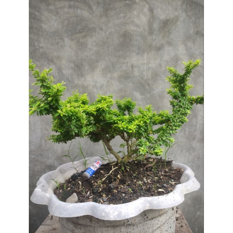 saeng simbur thailand