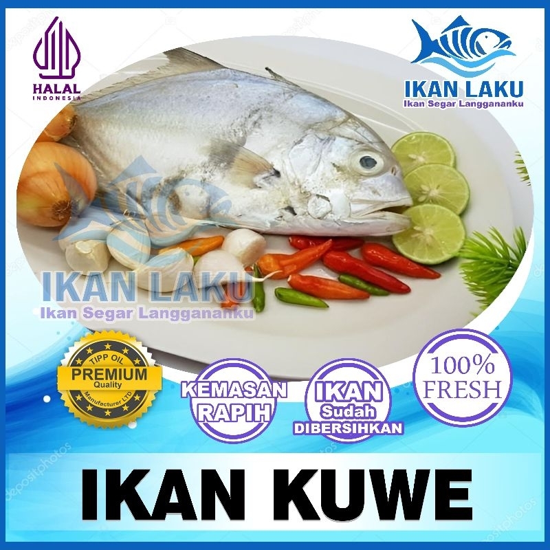 

IKAN KUWE BESAR | KUWE KECIL {CIKARANG-TAMBUN} PREMIUM FRESH TERMURAH BERGARANSI IKAN LAKU IKAN SEGAR IKAN BEKU