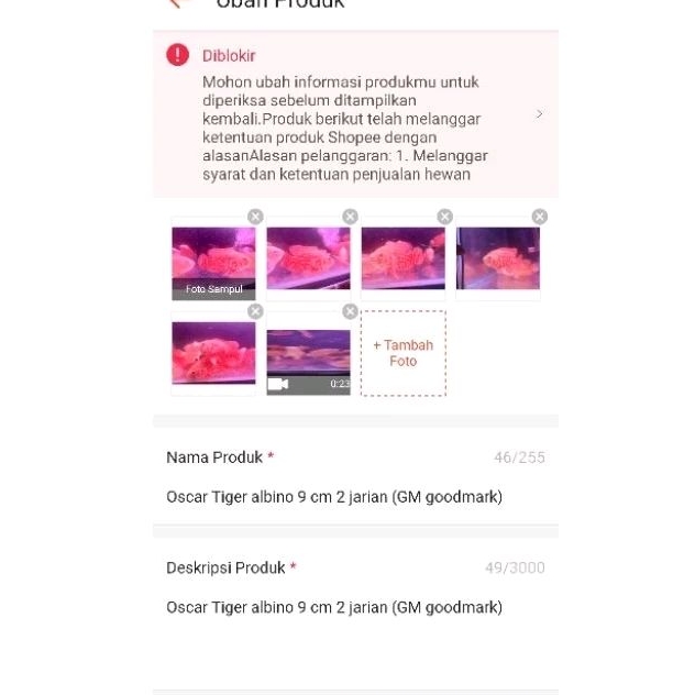 Oscar Tiger albino GM/ goodmark 8-9 cm 2 jari (Mainan Ikan)