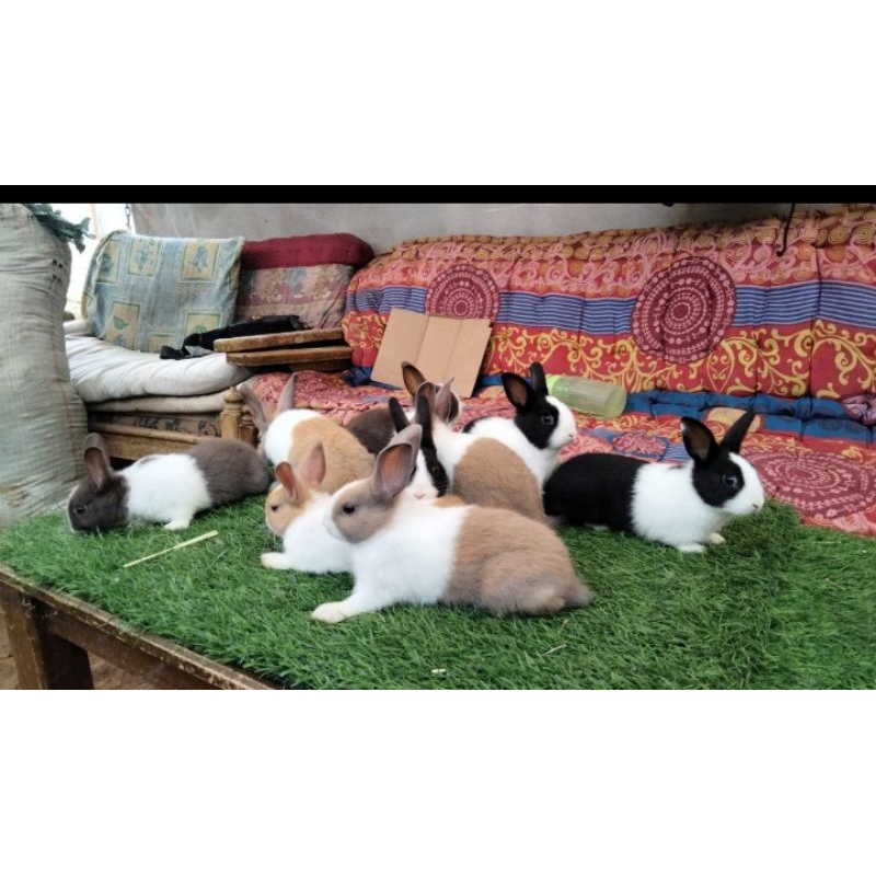 kelinci hias Dutch mini