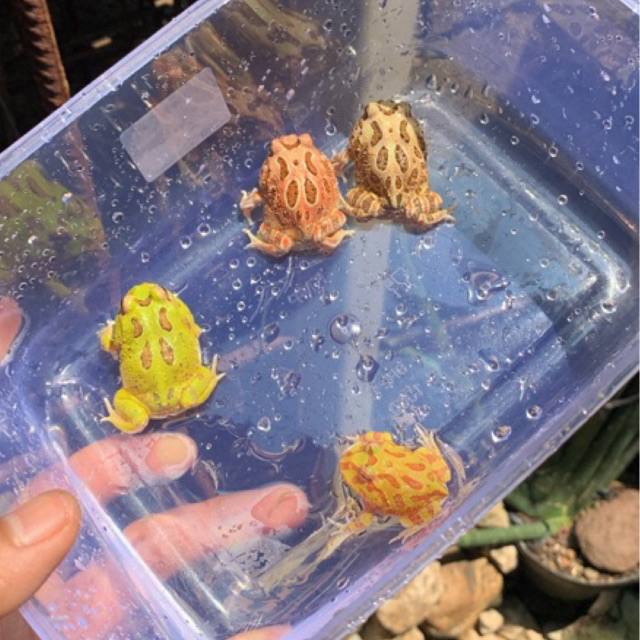 wallpaper pacman frog