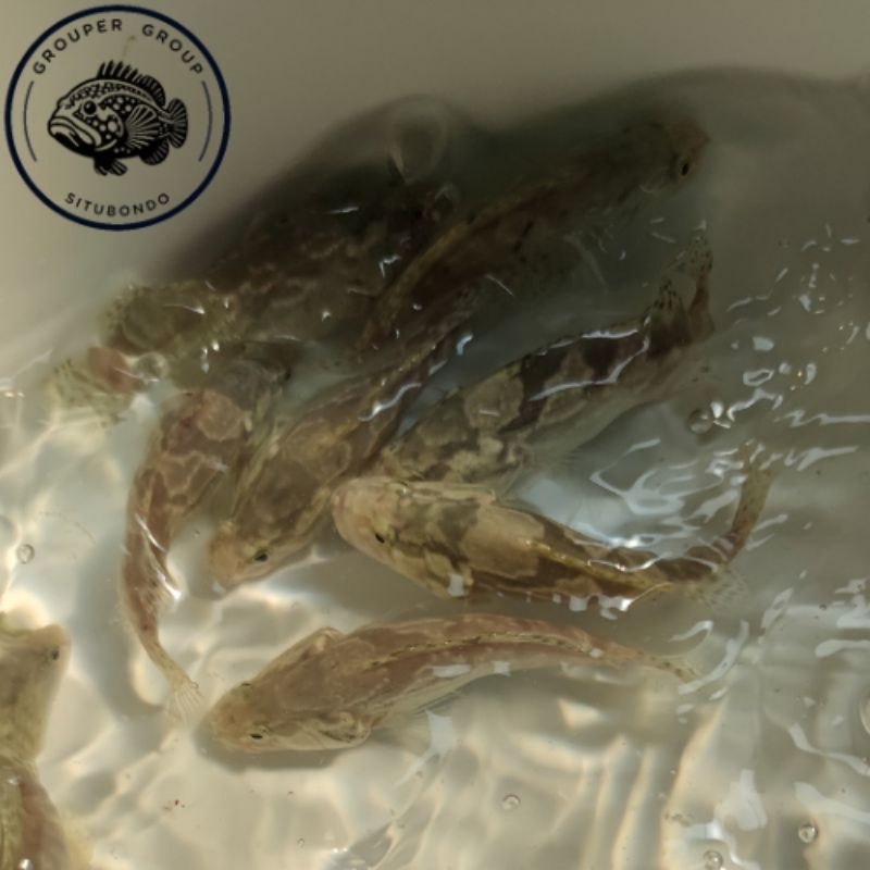 Bibit Ikan / Benih Ikan Kerapu Cantang