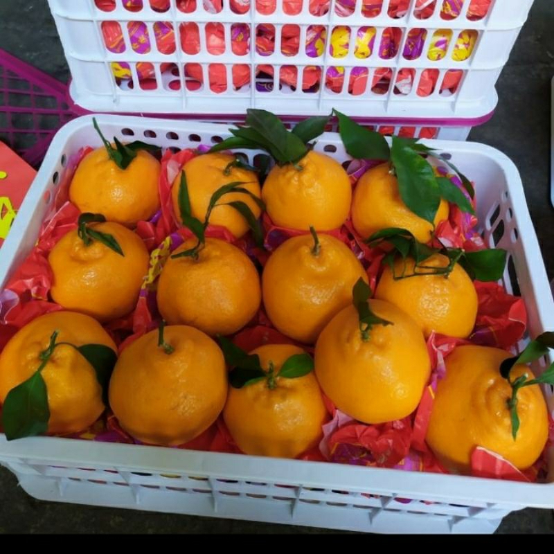 

Buah jeruk dekopon / papagan dekopon manis