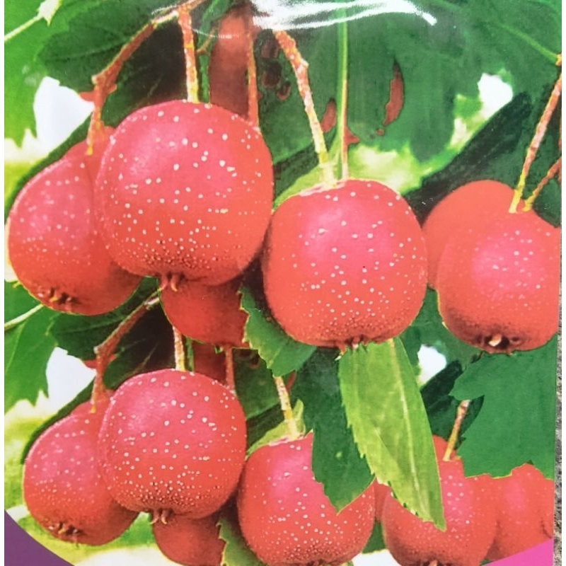 2 Butir BENIH BUAH HAWTHORN ( Kemasan Repack  )