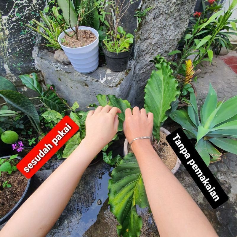 [SYIFA] LULUR BEDAK LOTONG BUBUK / BEDDA LOTONG ASLI KHAS BUGIS / LULUR ORGANIK