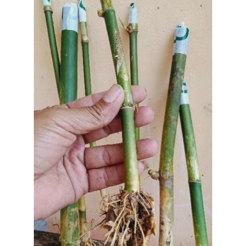 bibit tanaman bambu petung jumbo