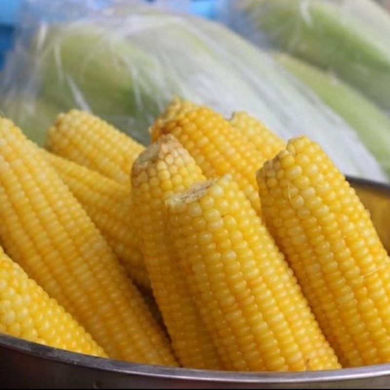 

Jagung Manis