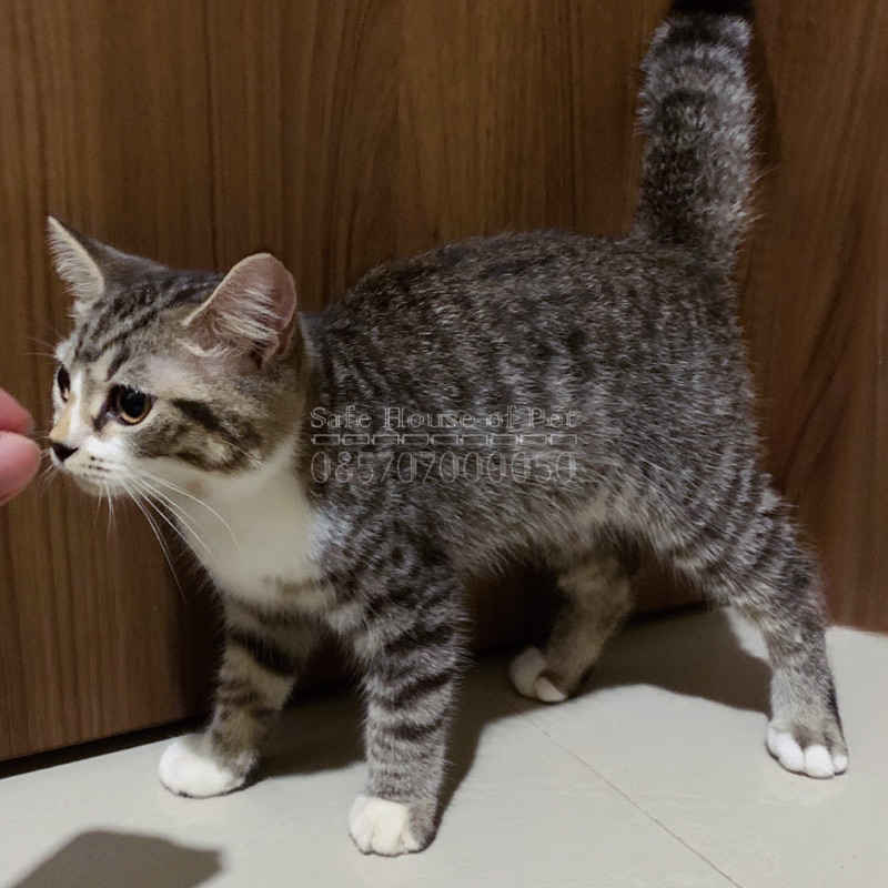 #6 - Kitten / Anak Kucing - Anggora / Persia / Medium / Flatnose / Peaknose / Munchkin / Maine Coon - Bulu - Karpet / Kapas - Short / Long - Hair