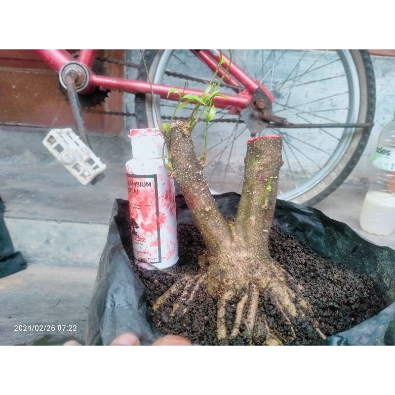 Anting putri prokar bahan bonsai bogel. mame. small
