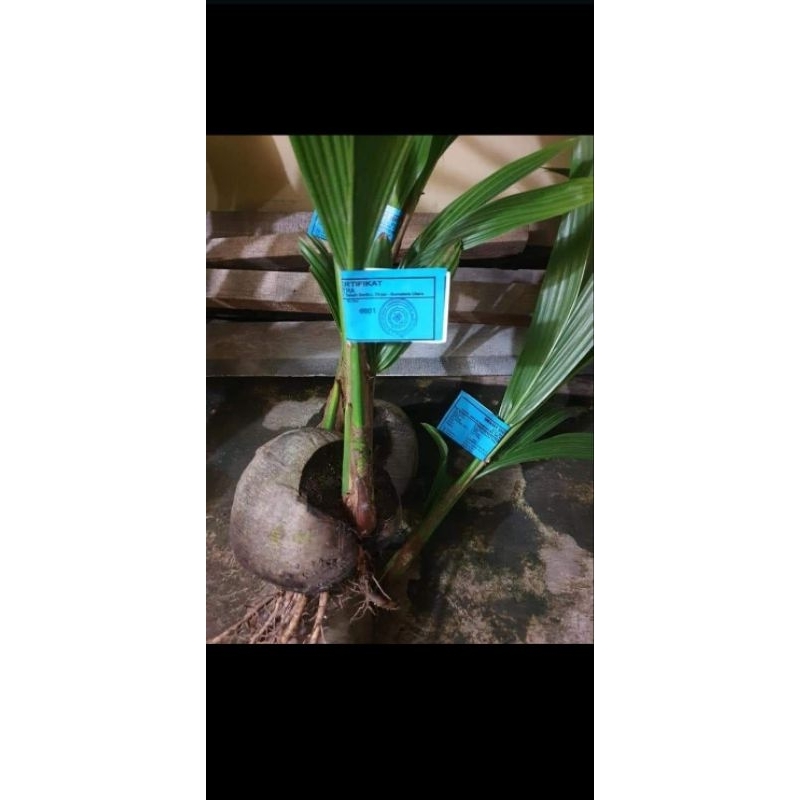

kelapa PANDAN WANGI BERSERTIFIKAT asli%, kelapa unggulan sumut,