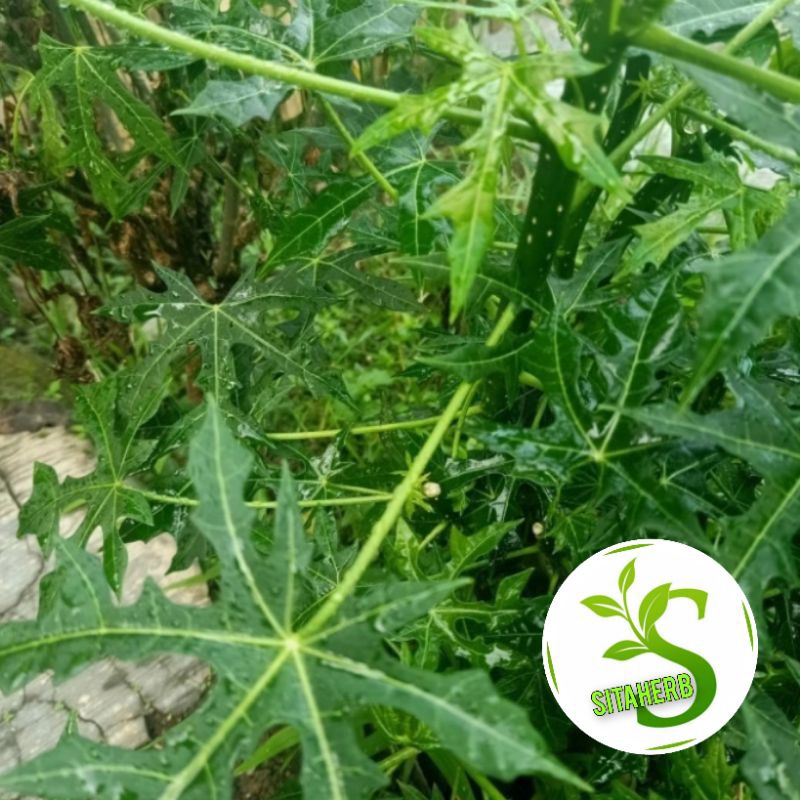 

Daun edi kiedi segar fresh 1 kg
