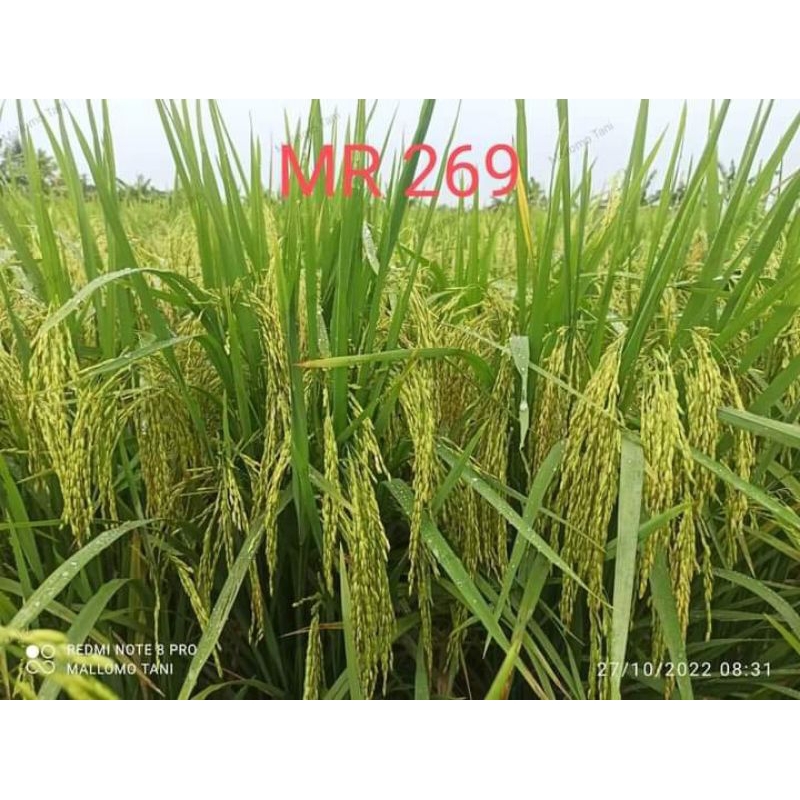 Benih padi MR 269 kemasan 5 kg premium