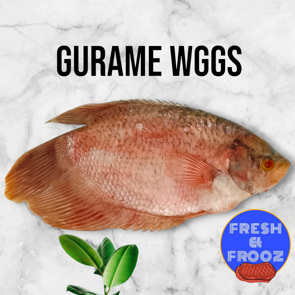 

Ikan gurame wggs standar resto dan supermarket / ikan gurame