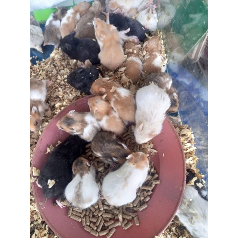 Hamster siryan - Hamster sirian - Hamster Coklat Putih Hitam - syrian