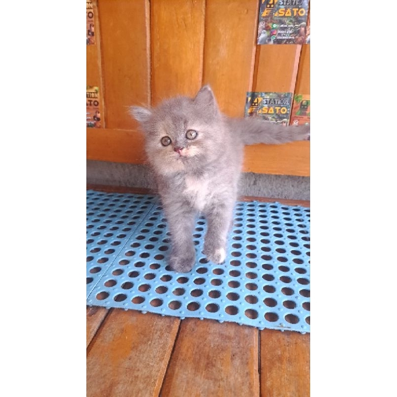 Kucing Persia Abu