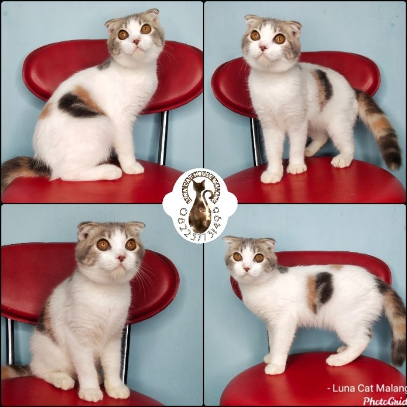 kucing scottish fold