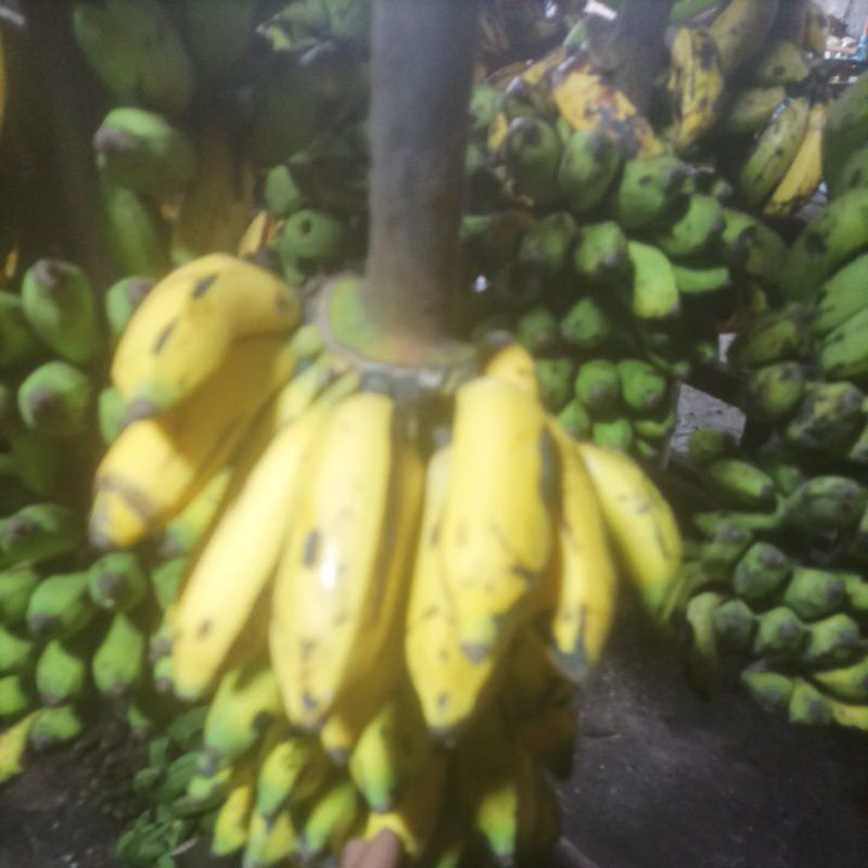 

pisang uli