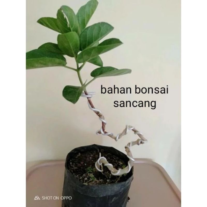 bahan bonsai sancang ori siap kawat tanaman hidup