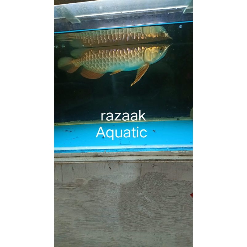 arwan4 golden red HB 25-27cm surat lengkap
