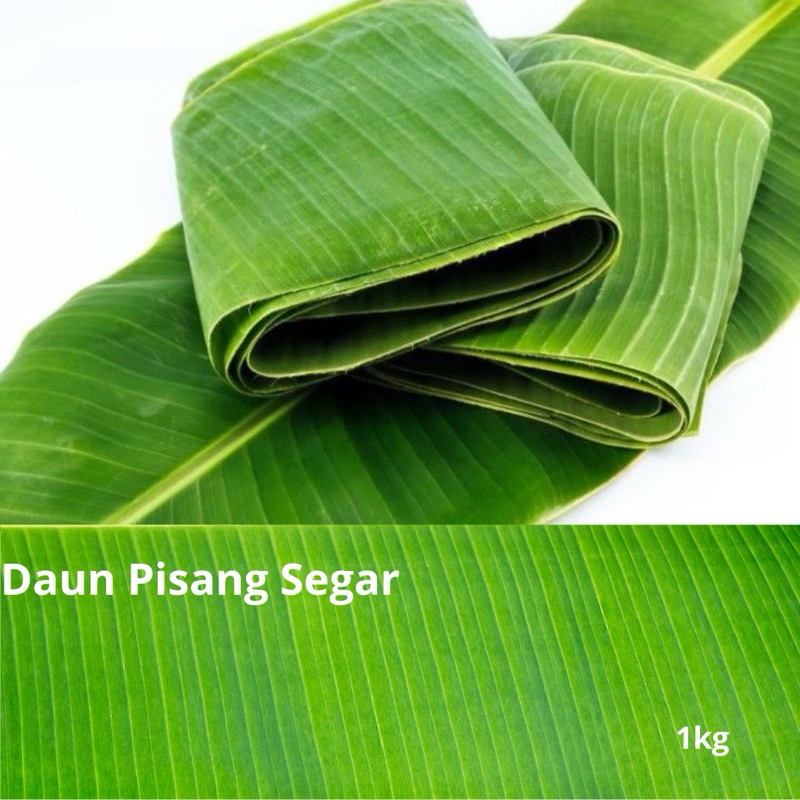 

daun pisang segar pilihan