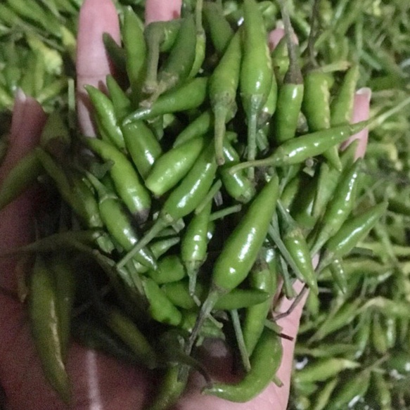 

KODE FFP69 Cabe Rawit Ijo