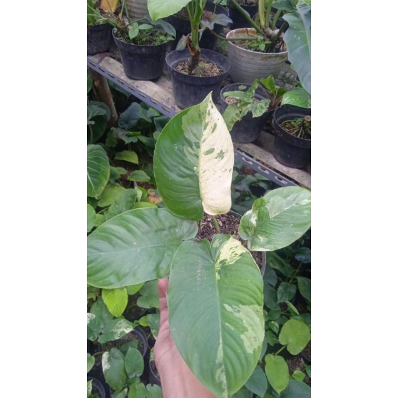 tanaman Hias homalomena varigata