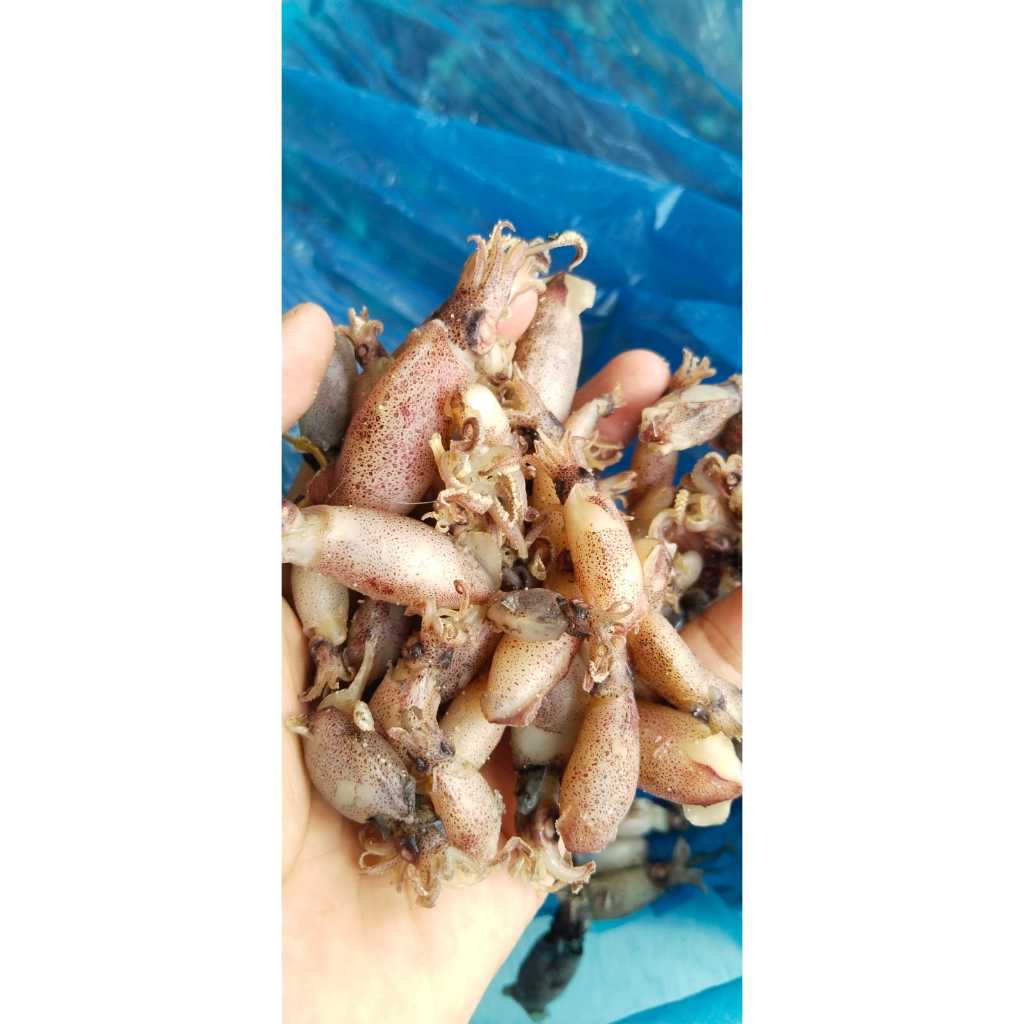 

Baby Cumi Asli Sibolga