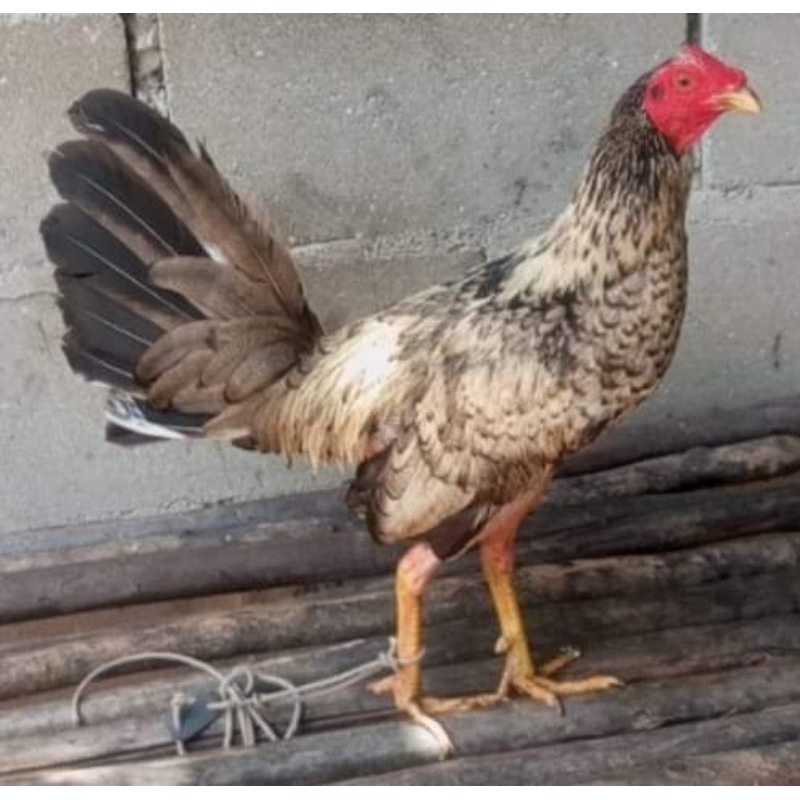 

telur ayam fertil ak 48 paket 4 butir