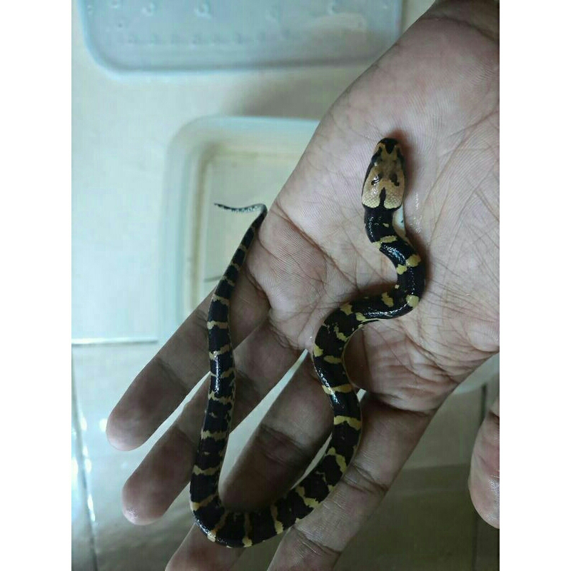 Homalopsis buccata Baby ular kadut air