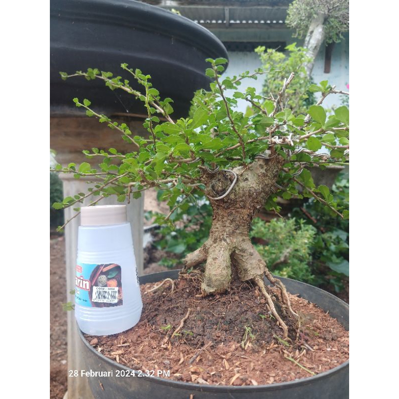 hokianti mikro mame bogel bahan bonsai