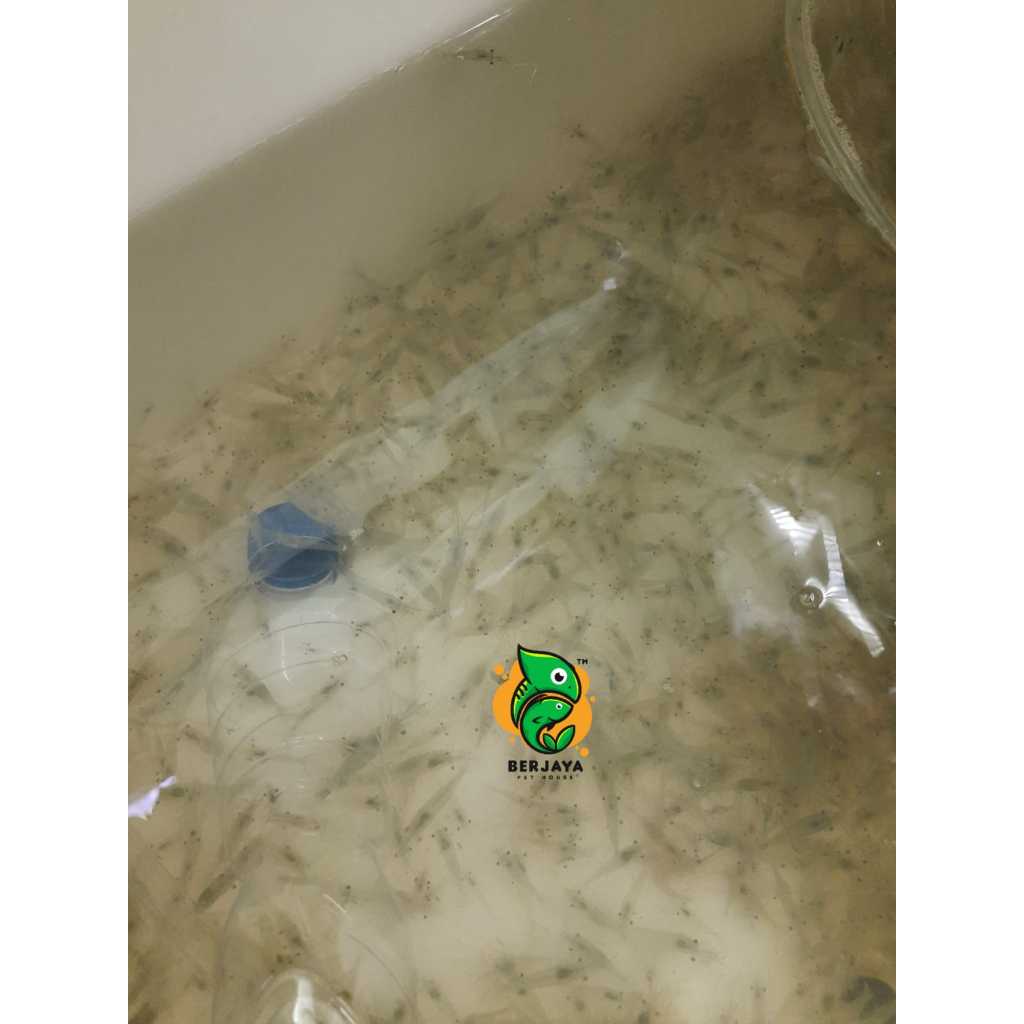 Udang Hidup Pakan Ikan Predator