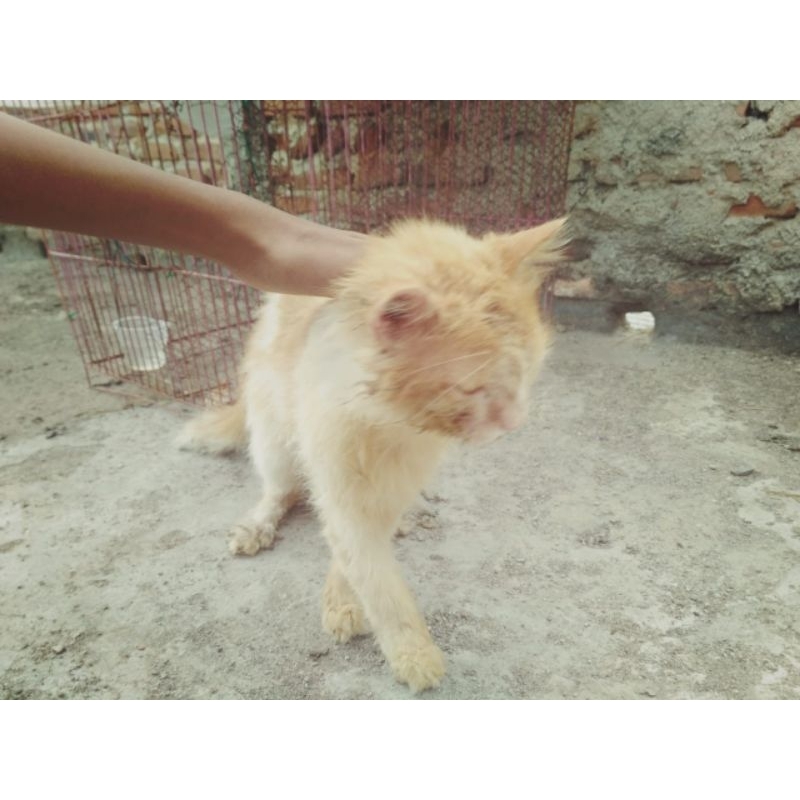 Kucing Anggora Jantan Dewasa.