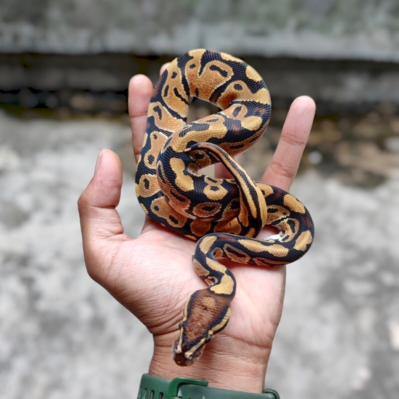 MAINAN BALL PYTHON / BP NORMAL HET CLOWN 100%