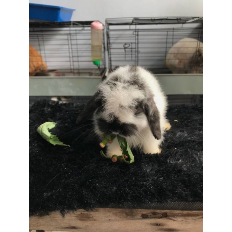 Kelinci Mini Holland Lop/Kelinci Hias Dwarf/ Fatimah Rabbitry/ Kelinci Kecil Telinga Jatuh
