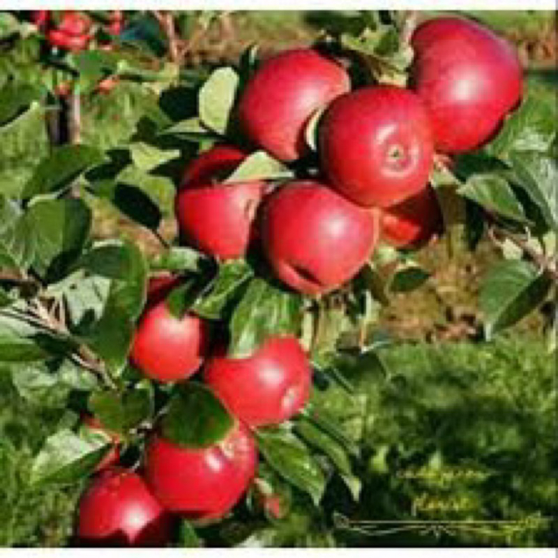 bibit apel fuji batang besar siap berbuah