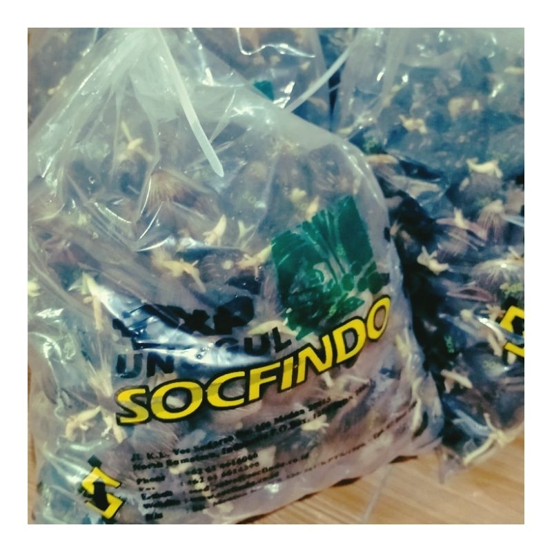 bbit kecamatan Socfindo unggul