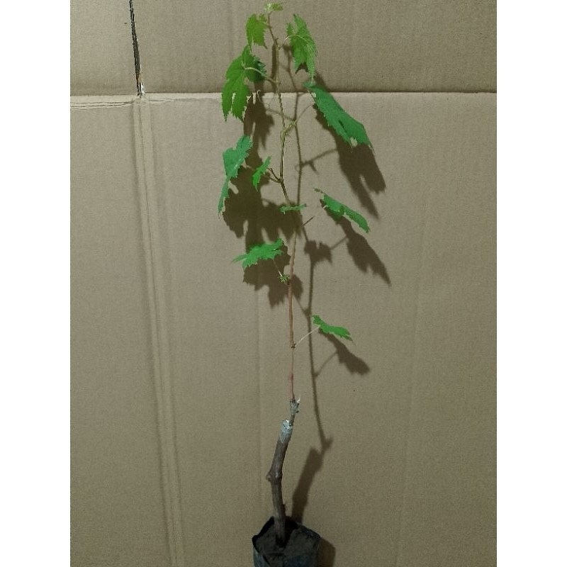 BIBIT ANGGUR IMPORT MOONDROP SUPER