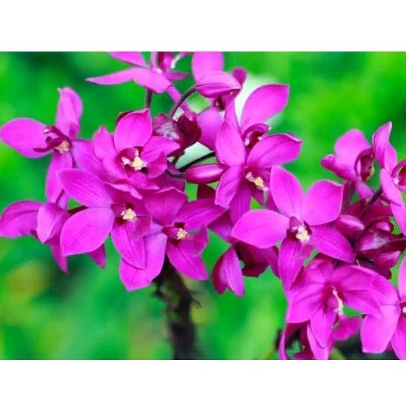 Tanaman Hias Anggrek Ungu - Anggrek Tanah Ungu - Tanaman Hias Anggrek Bulan Tanah