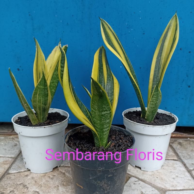 Sansevieria Gold Flame R