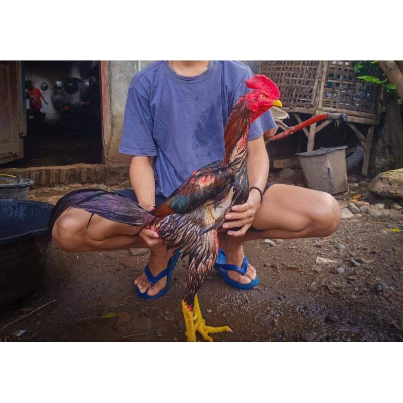 TELUR AYAM BANGKOK PAKOY 100% VERTIL