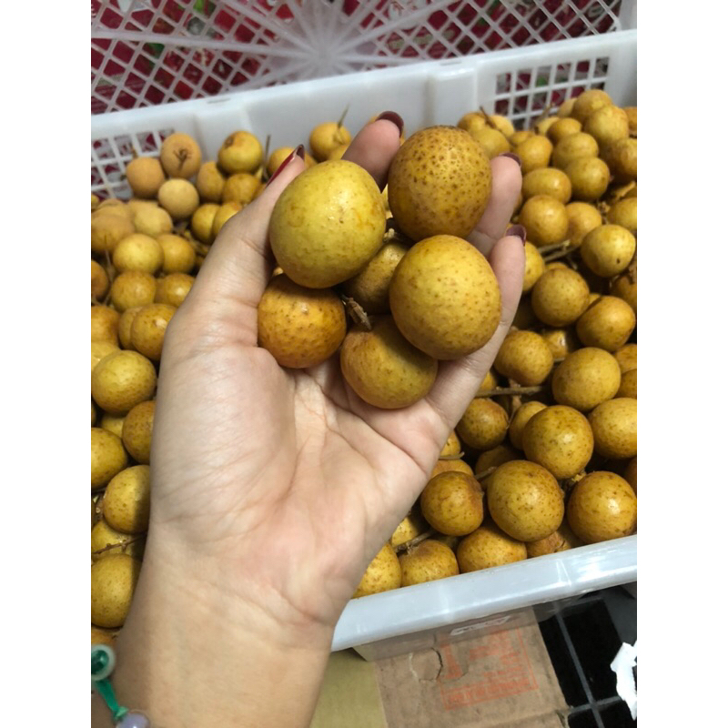 

Kelengkeng Emas SK /kg