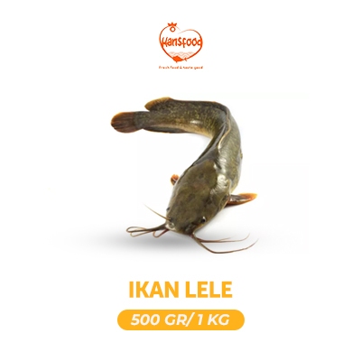 

Ikan Lele Hidup