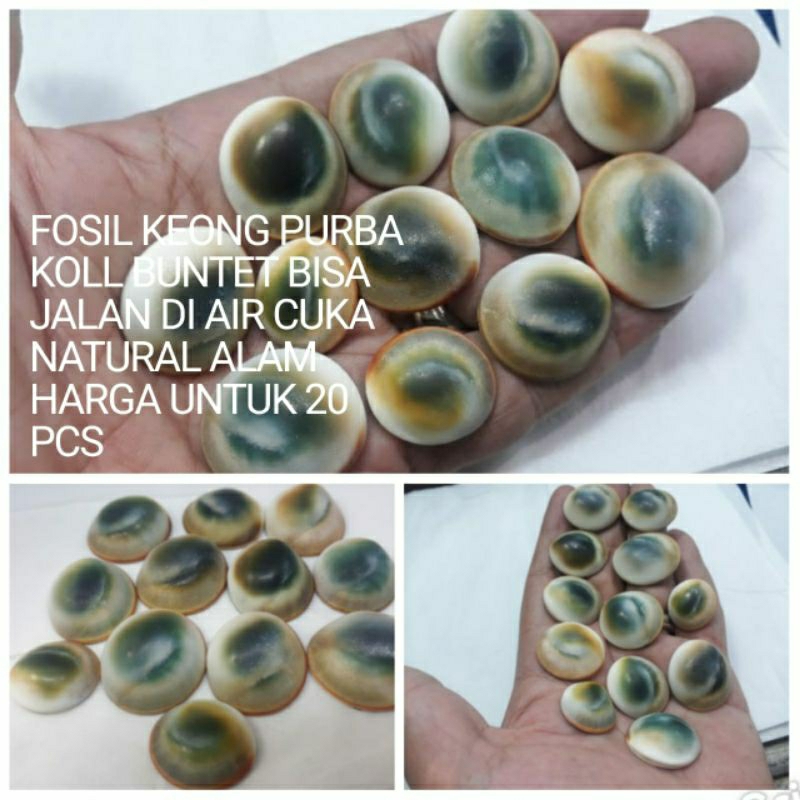 BATU AKIK KEONG KOLL BUNTET BISA JALAN DI AIR CUKA NATURAL ALAM