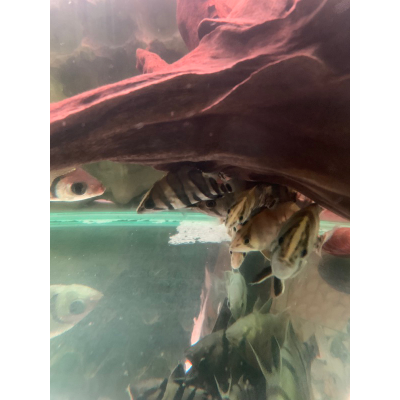 ikan hias dan segar datz borneo/sumatera