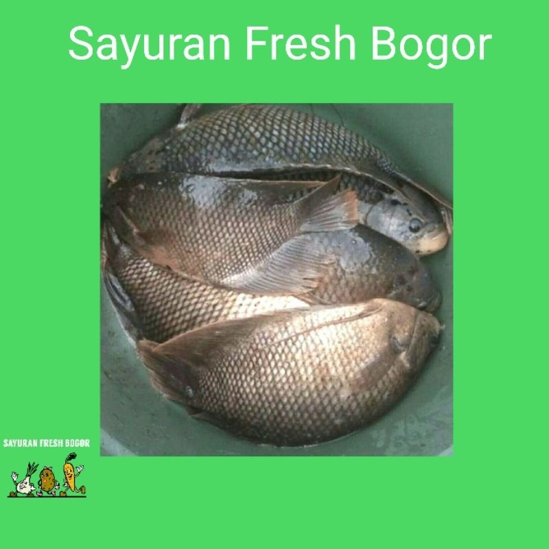 

Ikan Gurame Segar ( 500 Gram ) | Sayuran Fresh Segar
