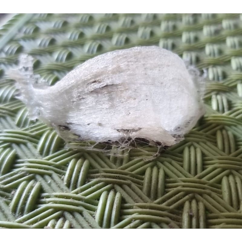 sarang burung walet mangkok