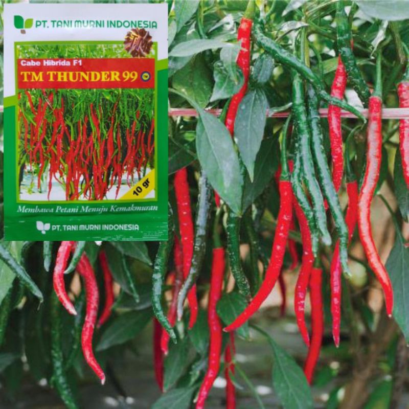 100 Biji Cabe Keriting TM Thunder 99 | Cabai Keriting TM 99