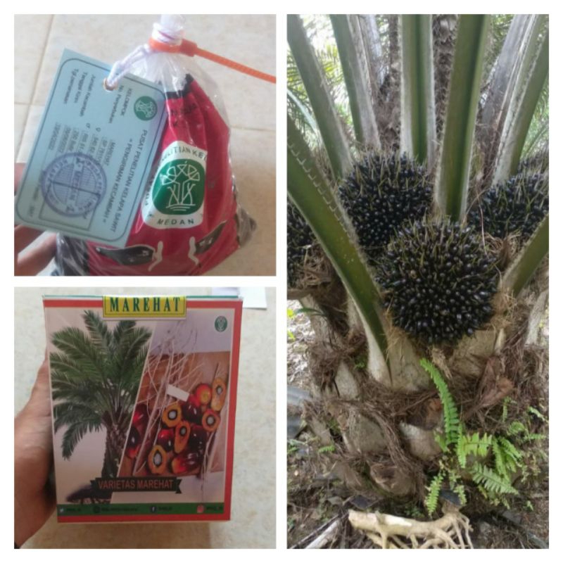 Bibit kualitas unggul kecambah sawit DXP MARIHAT